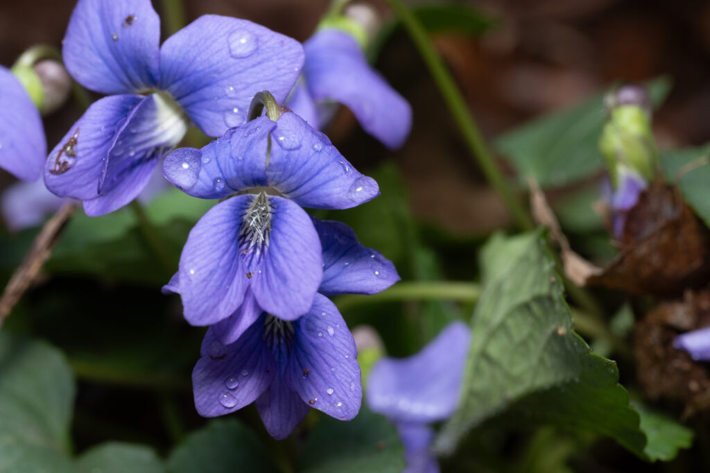 purple flowers close up